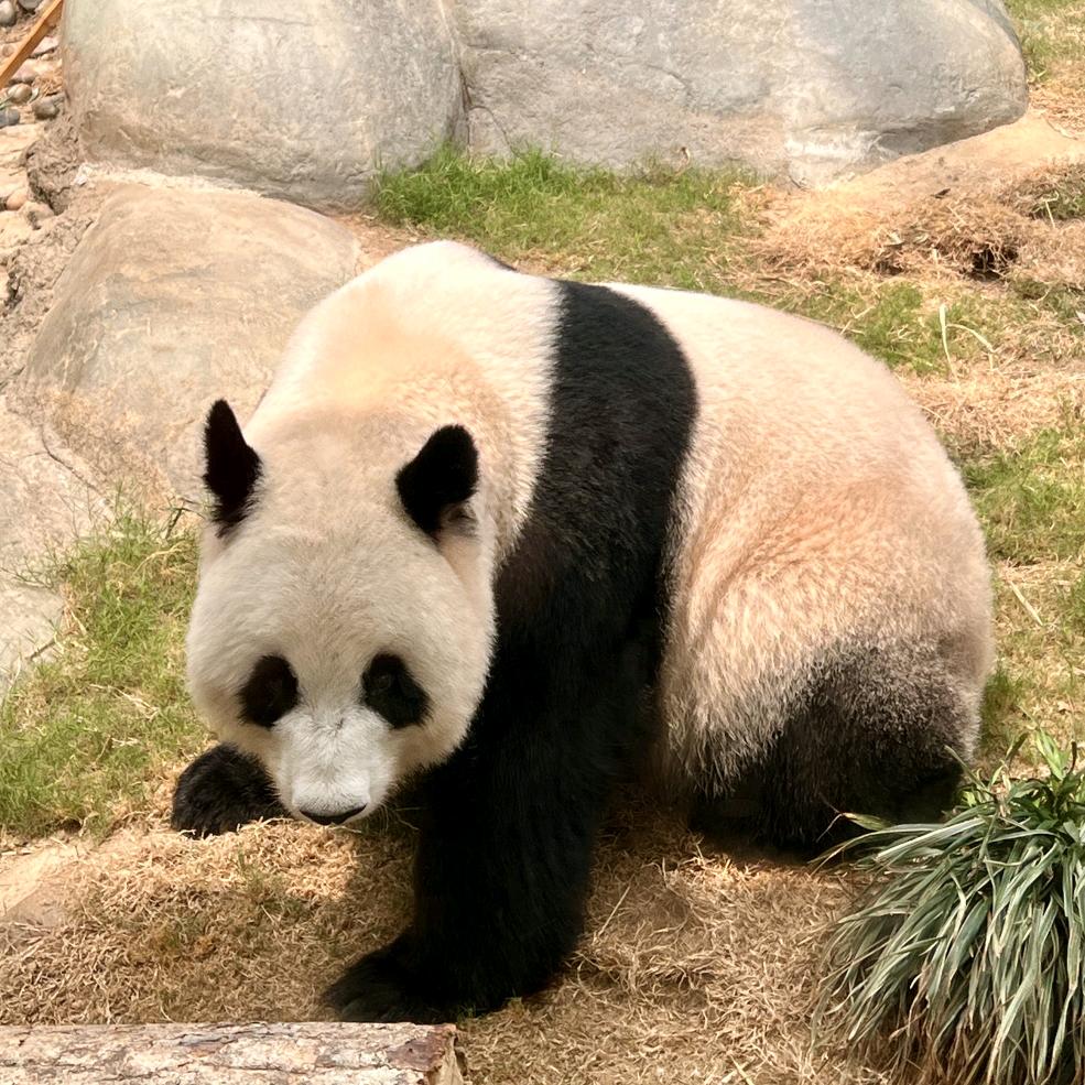 黑白