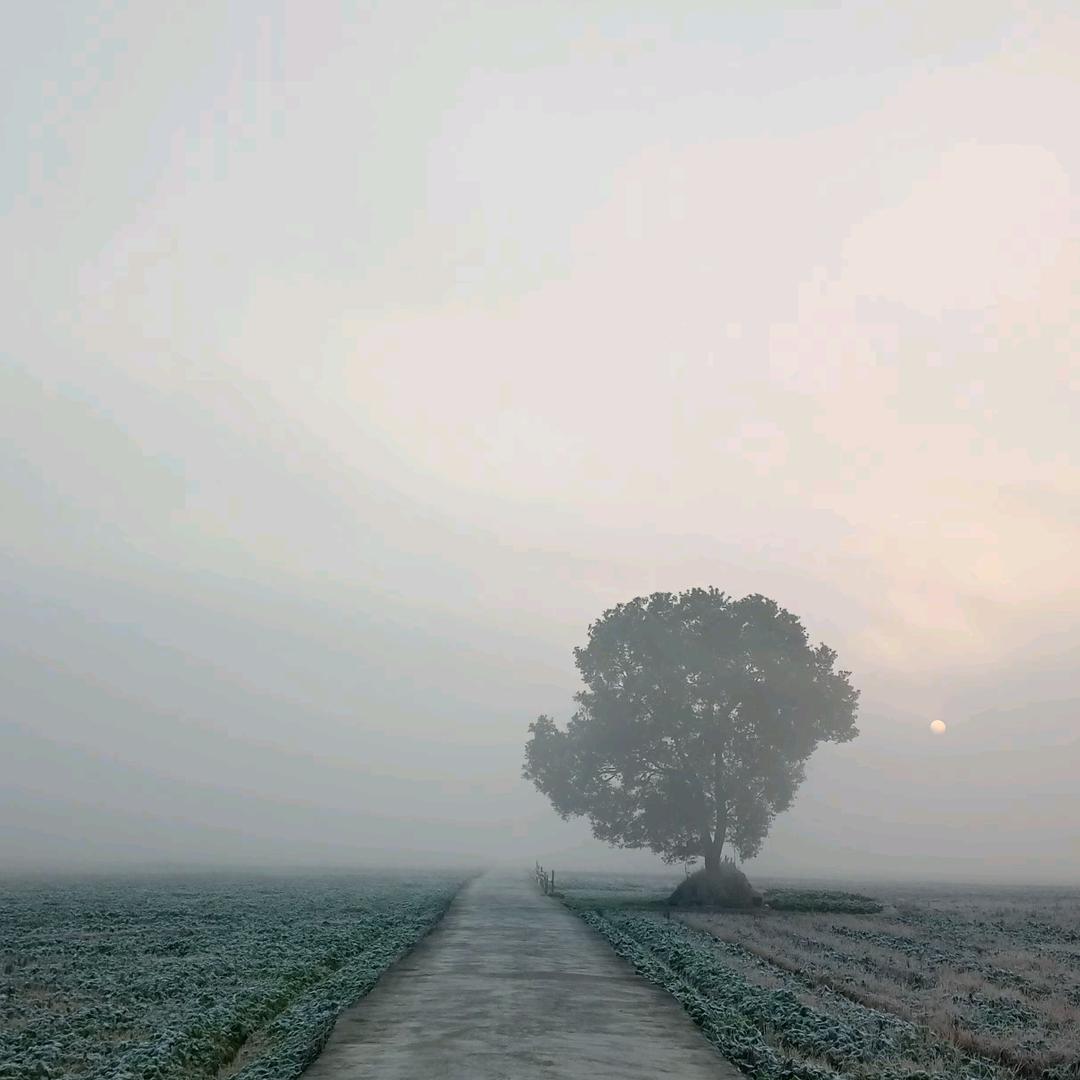 碍菜