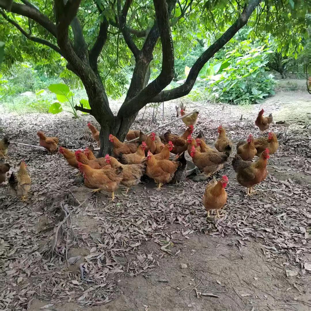阳春杂粮走地鸡合作社