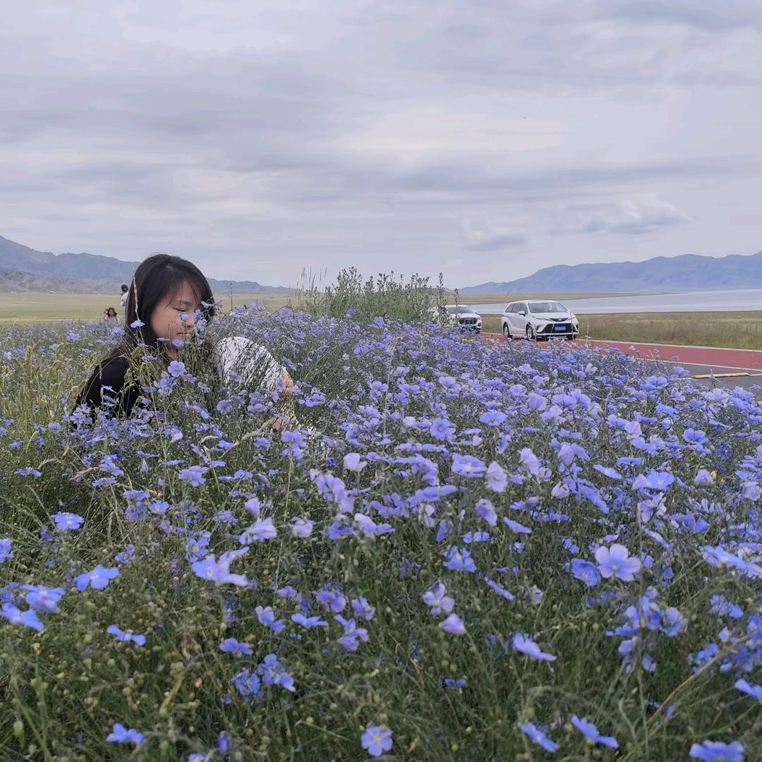 向日🌻葵