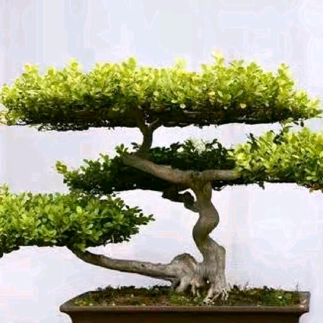 永久