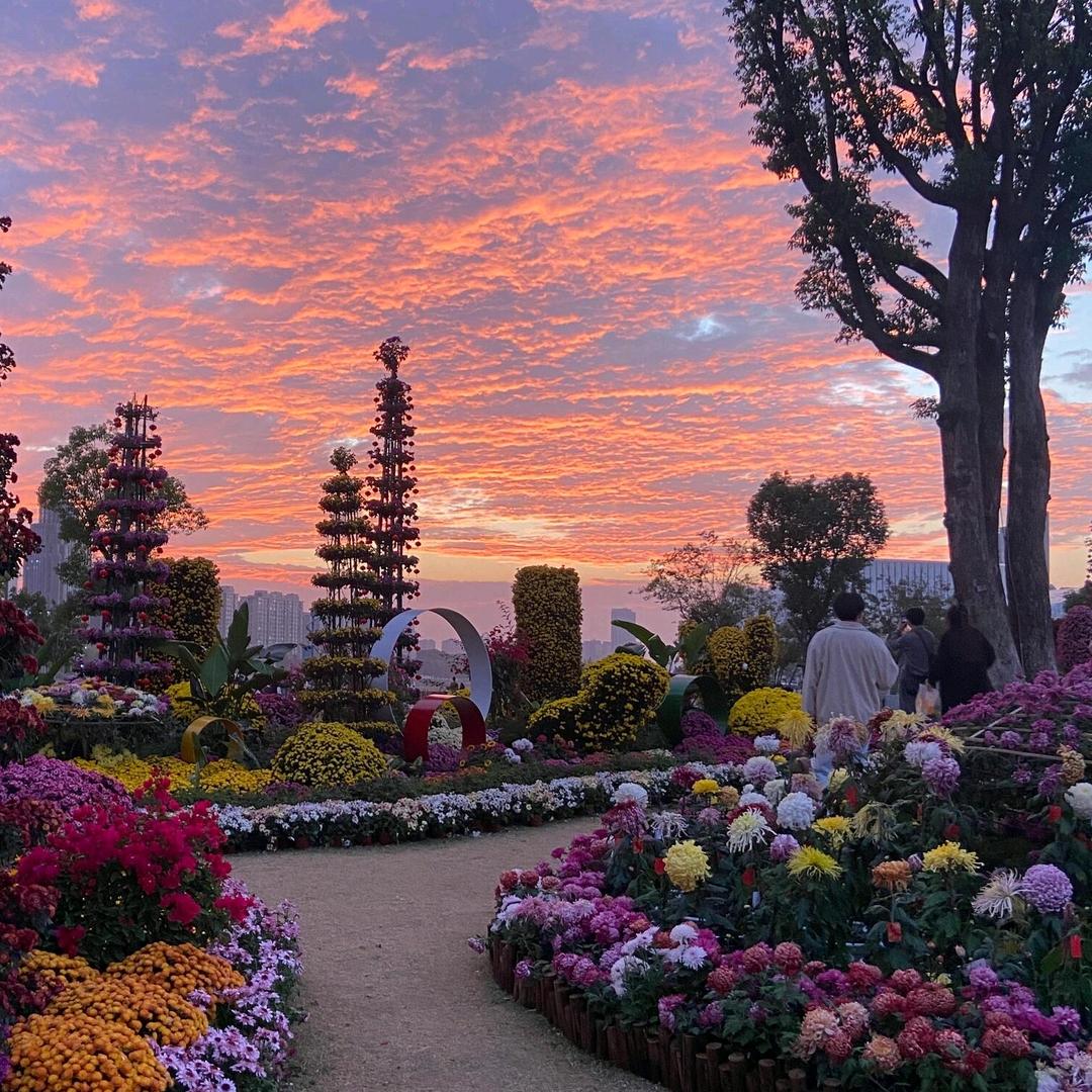 成都首家菊花音乐公园（每天现场实景直播）