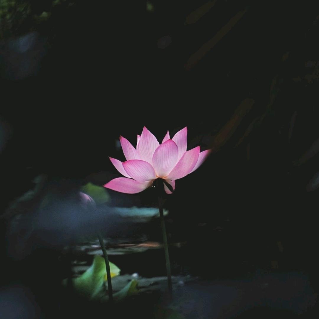 正心正念