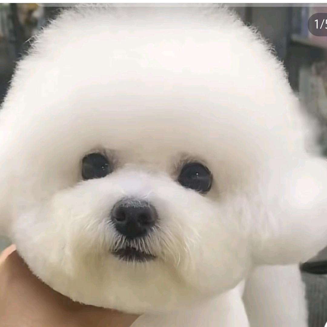 修修补补最佳铲屎官