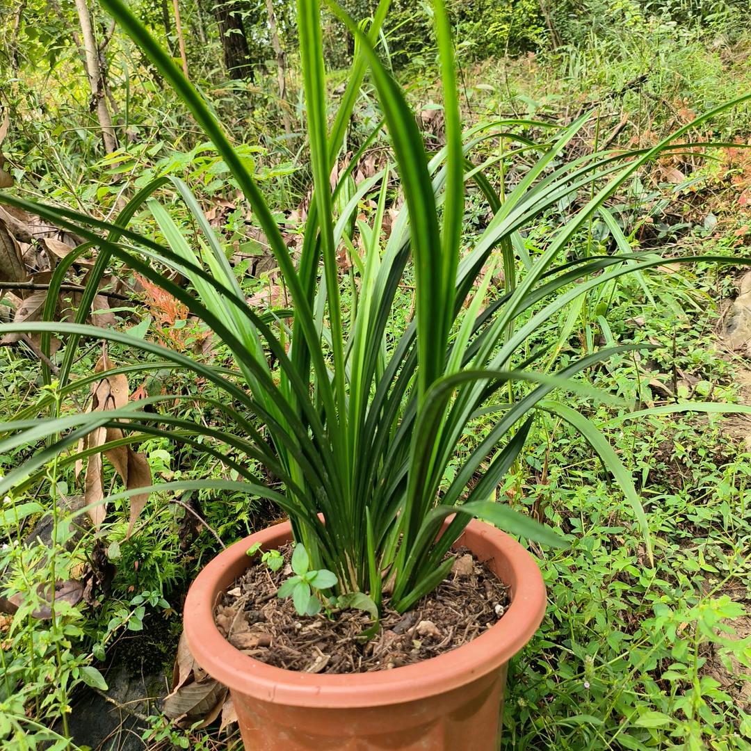 小张花卉优品坊