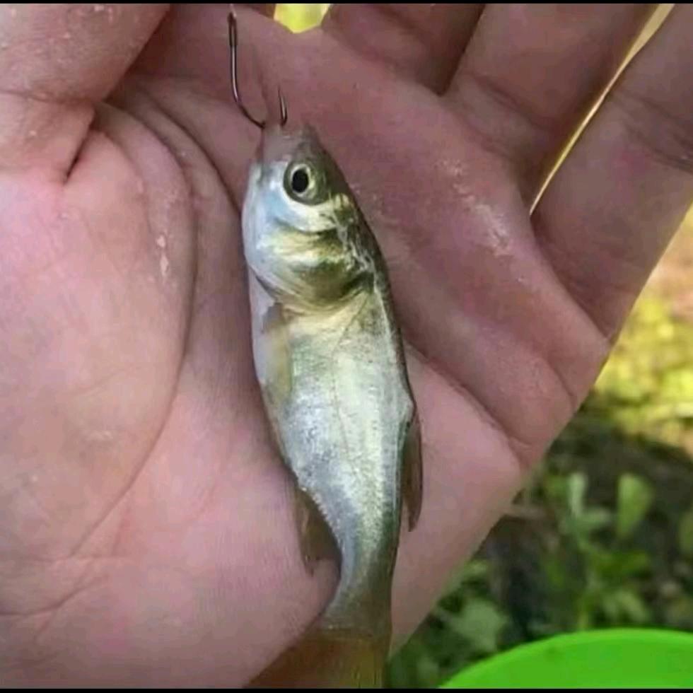🎣钓鱼佬🎣