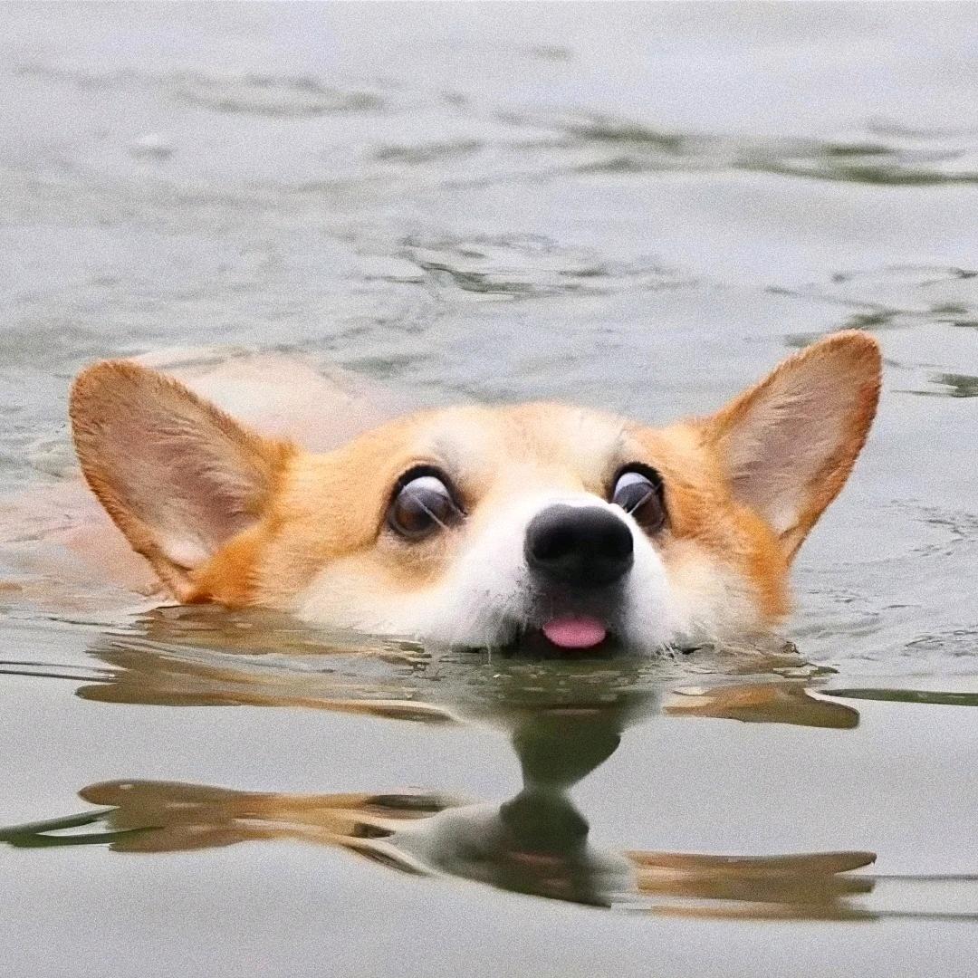 秀秀