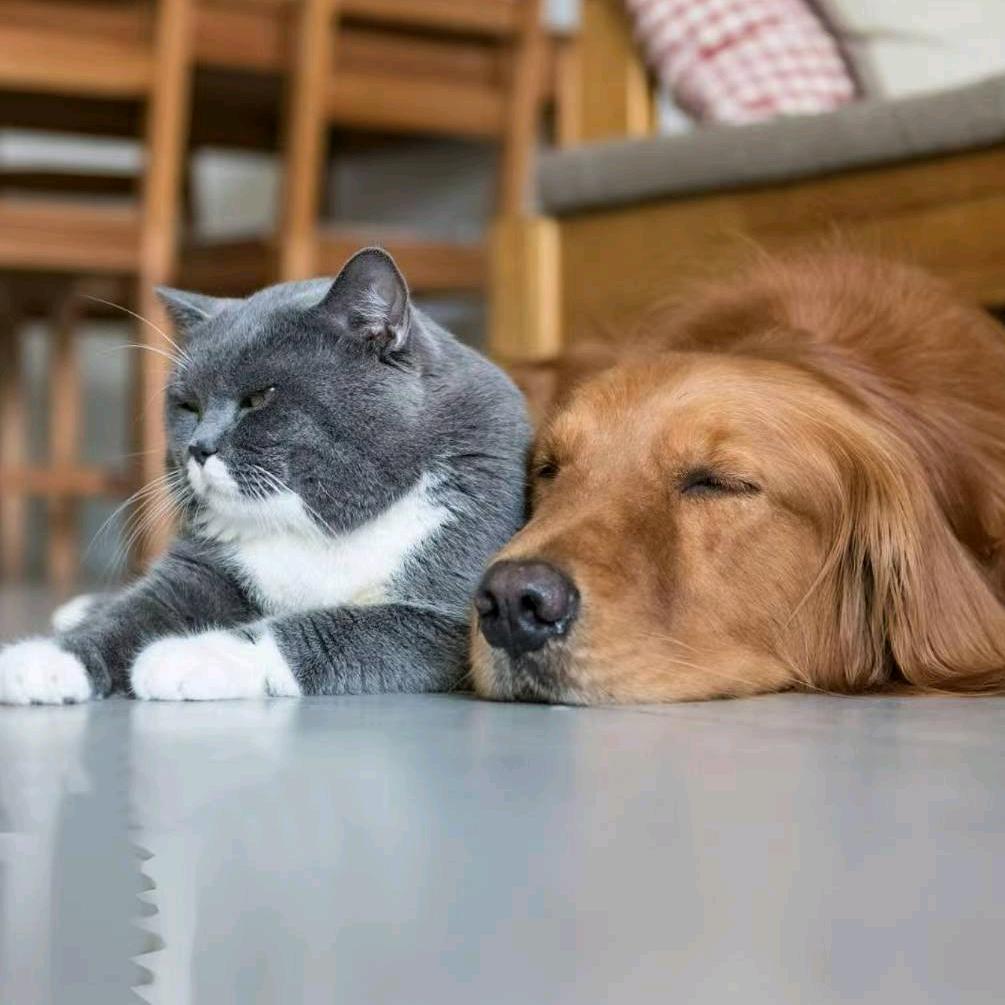 🐈阿猫和阿狗🐕