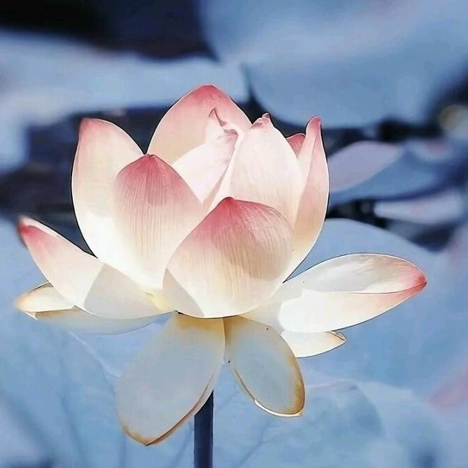 莉宝