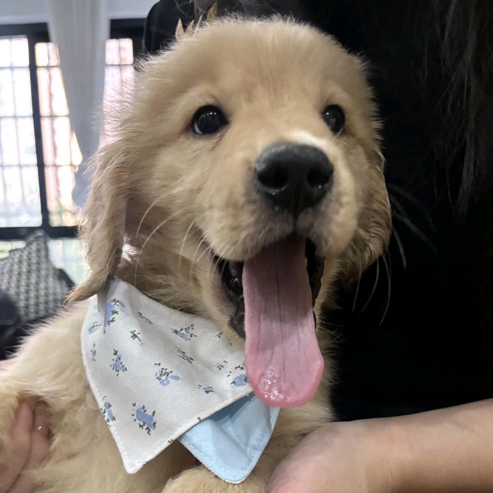 多多是个夜猫子