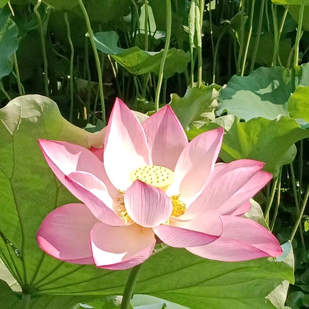 月亮船
