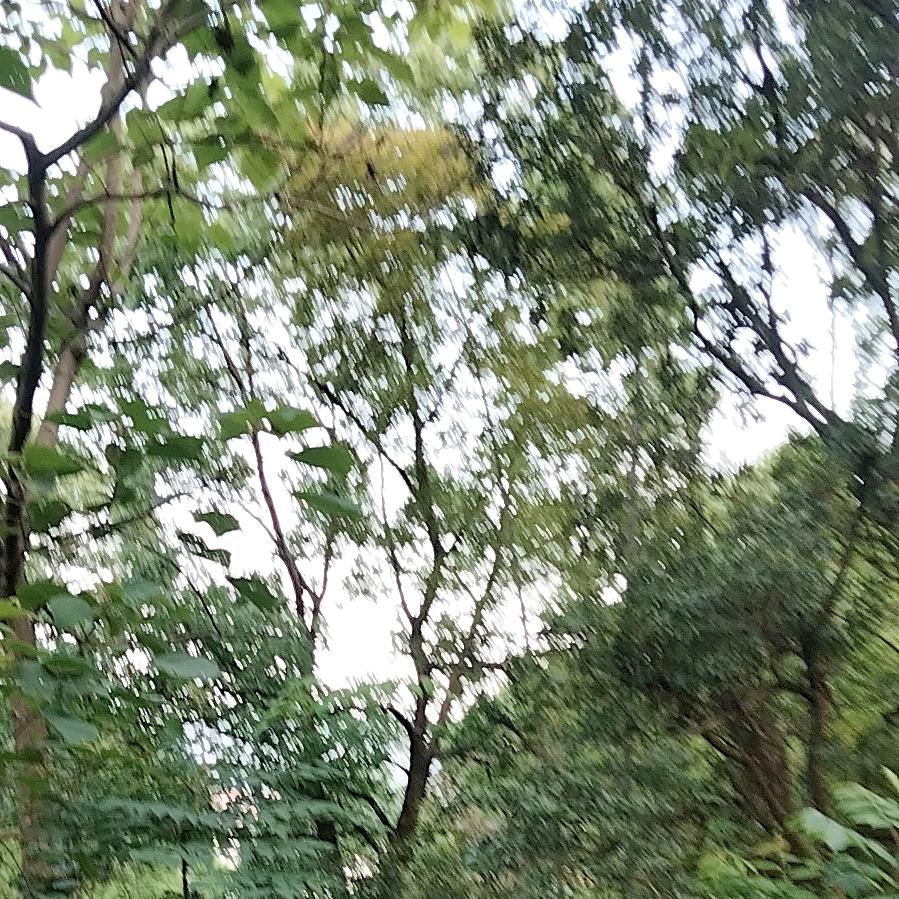 我只白嫖