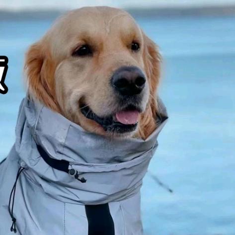 汤姆的宠物用品店