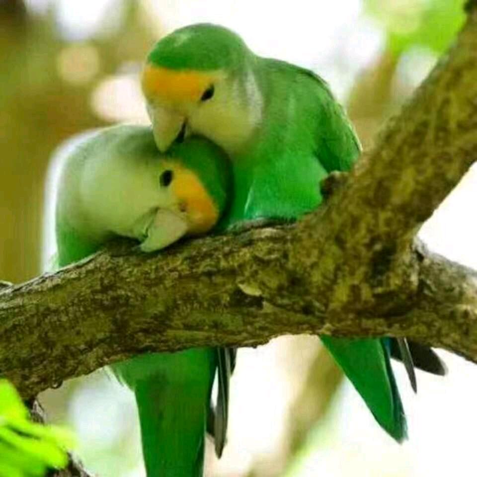 想你了很久了，…🐉！