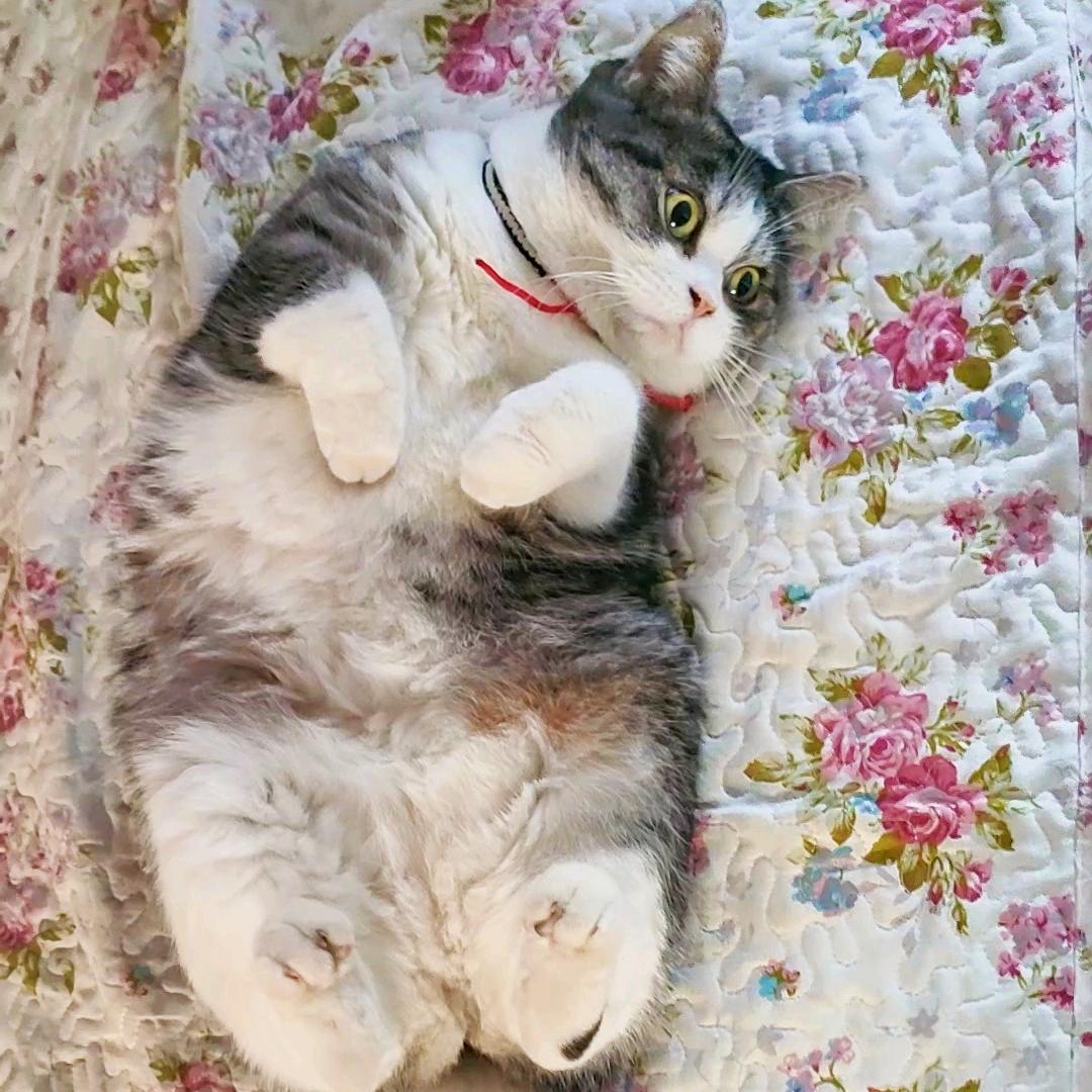 墩墩ღ是只猫