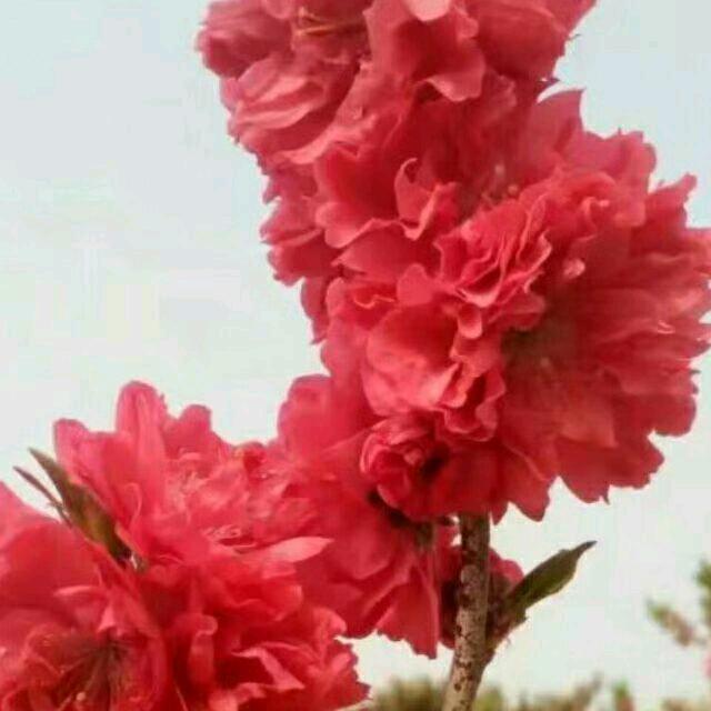 任家姐妹花
