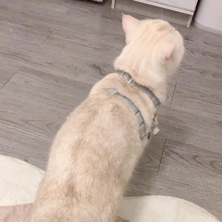 卖小米的小猫🐈