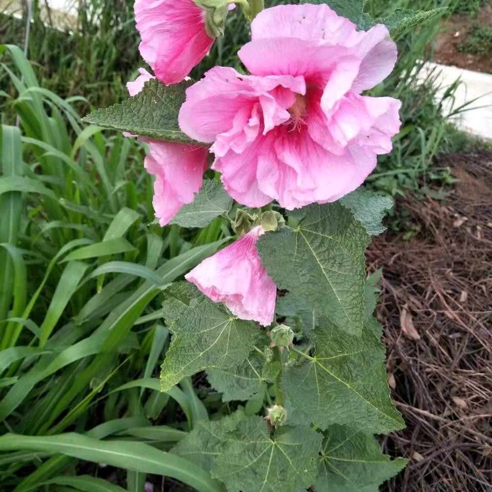 花开花落💞
