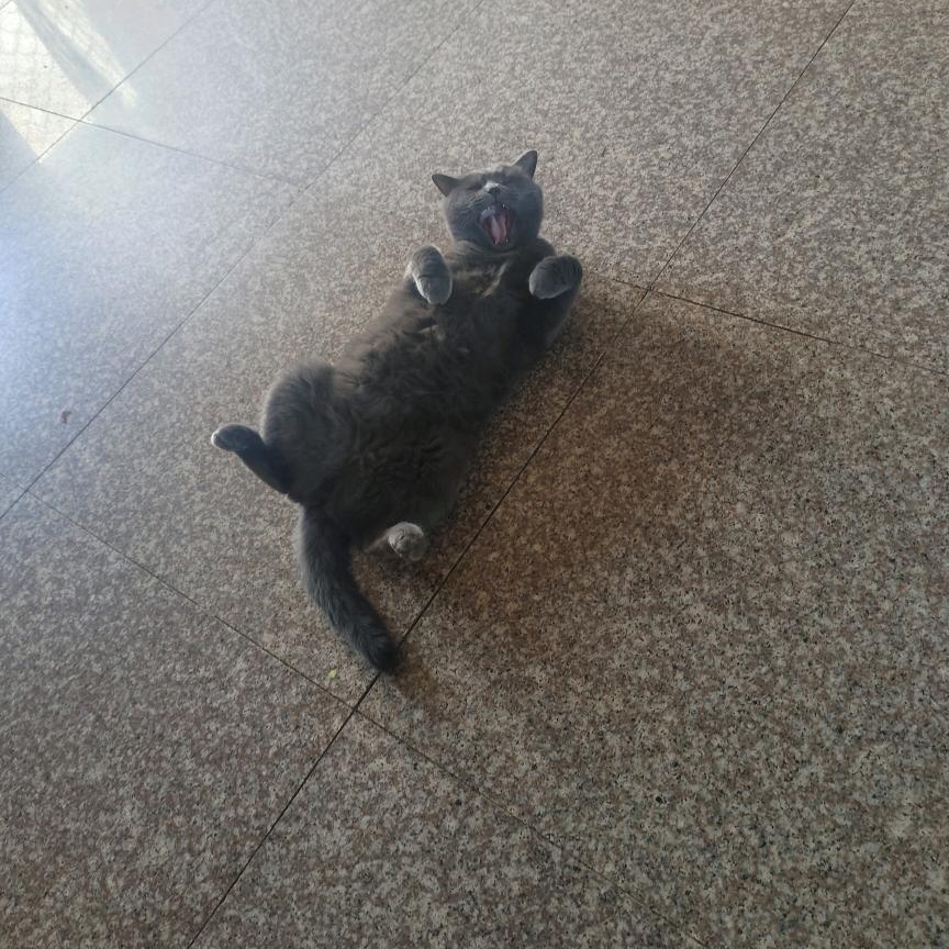提莫666