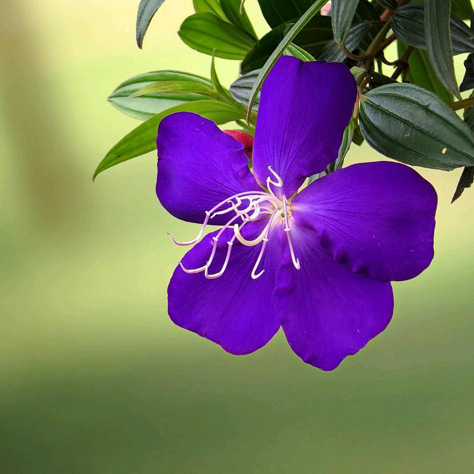 城南花开🌸🌸