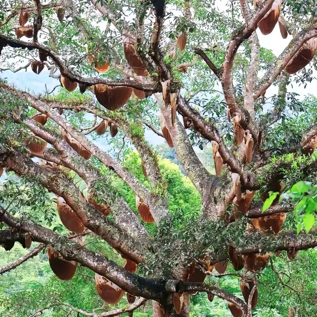 黔甄农产品优选店