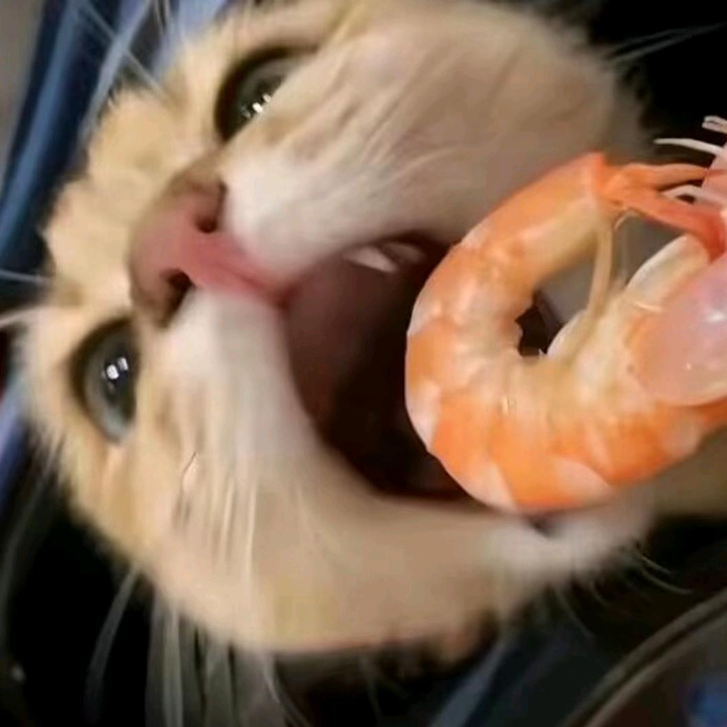 圆子猫啊