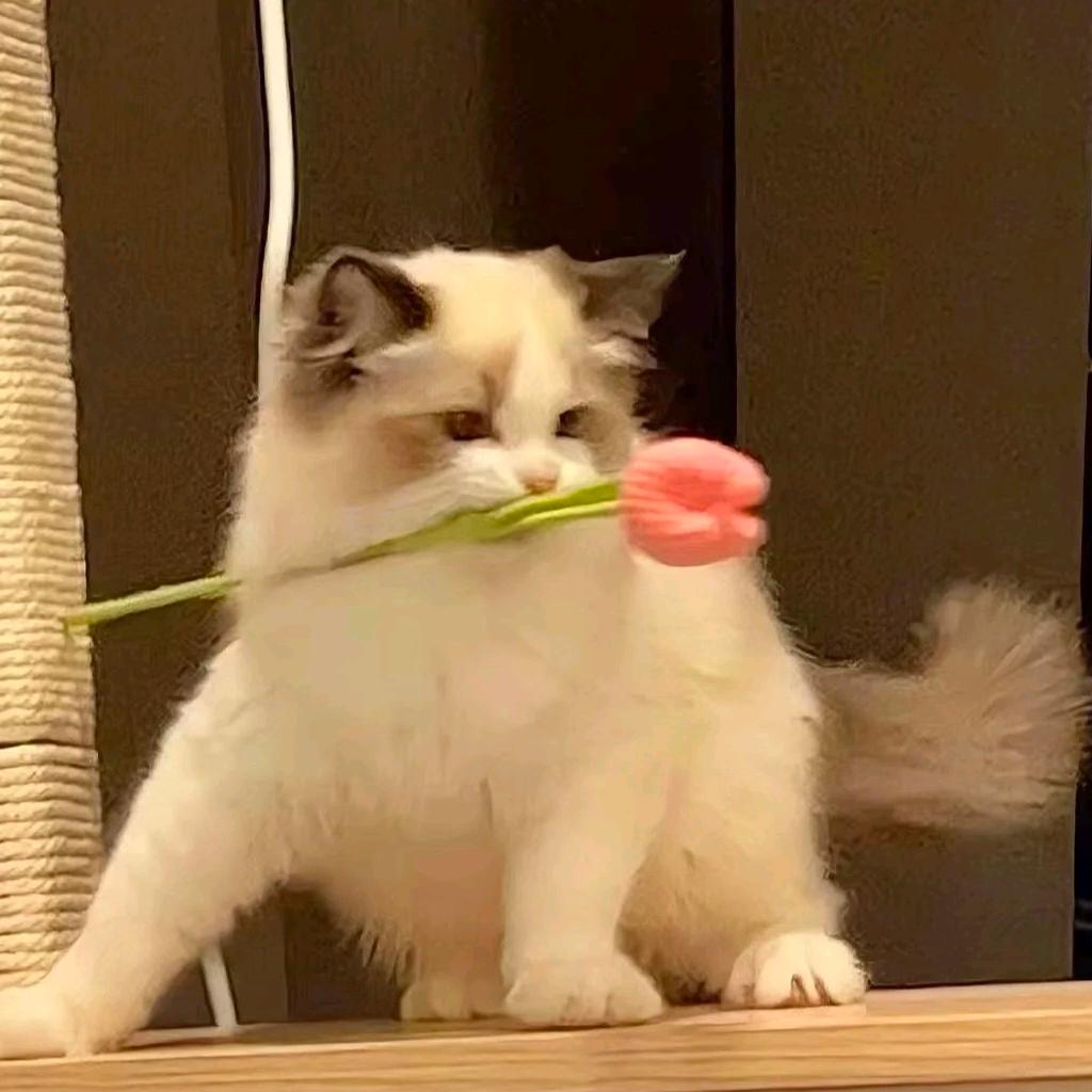 迪丽拉＋