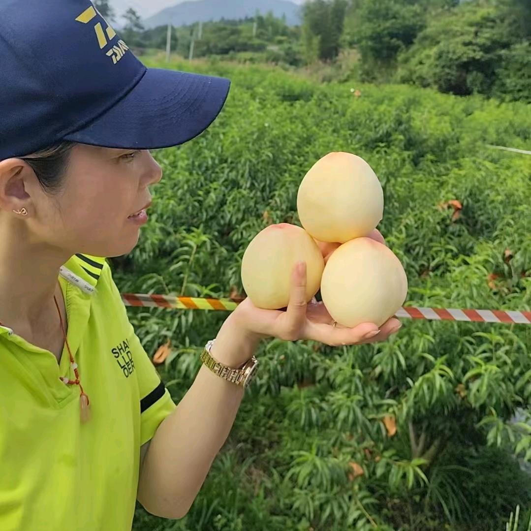 醉美东江湖～山顶果园阿莲
