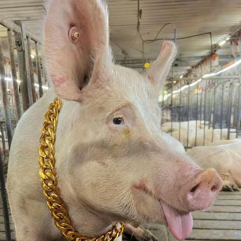 猪大肠🐷2