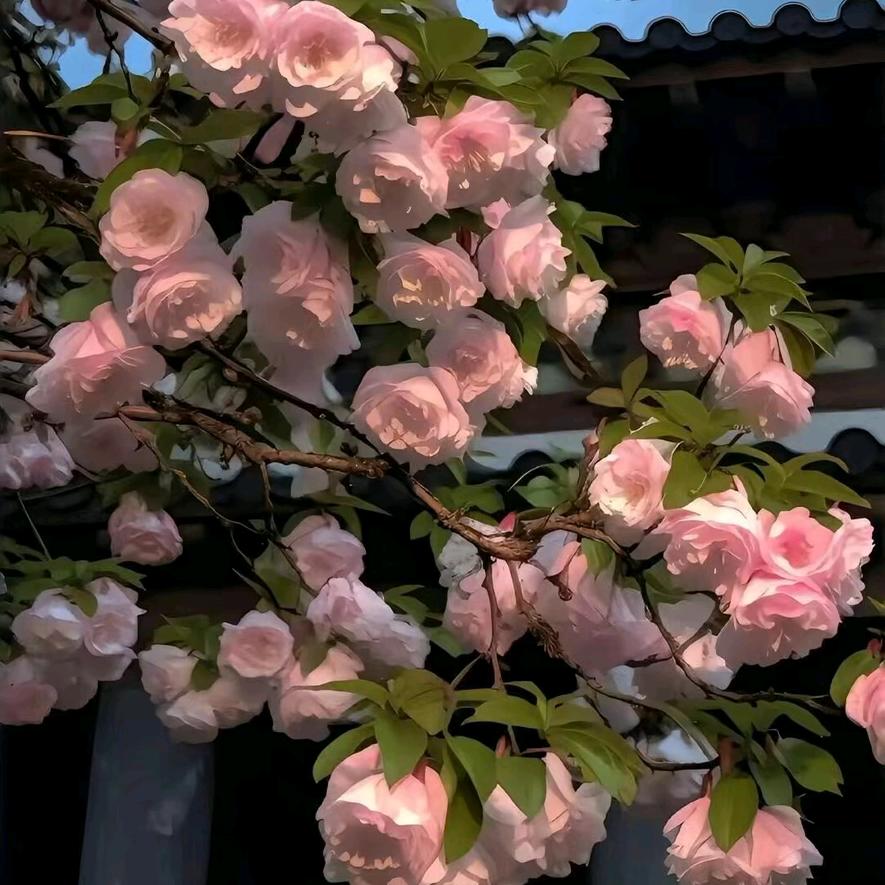 暖阳🌻
