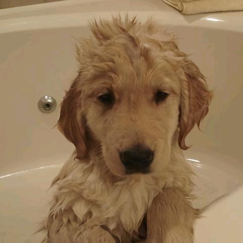 成功梦男大船哥