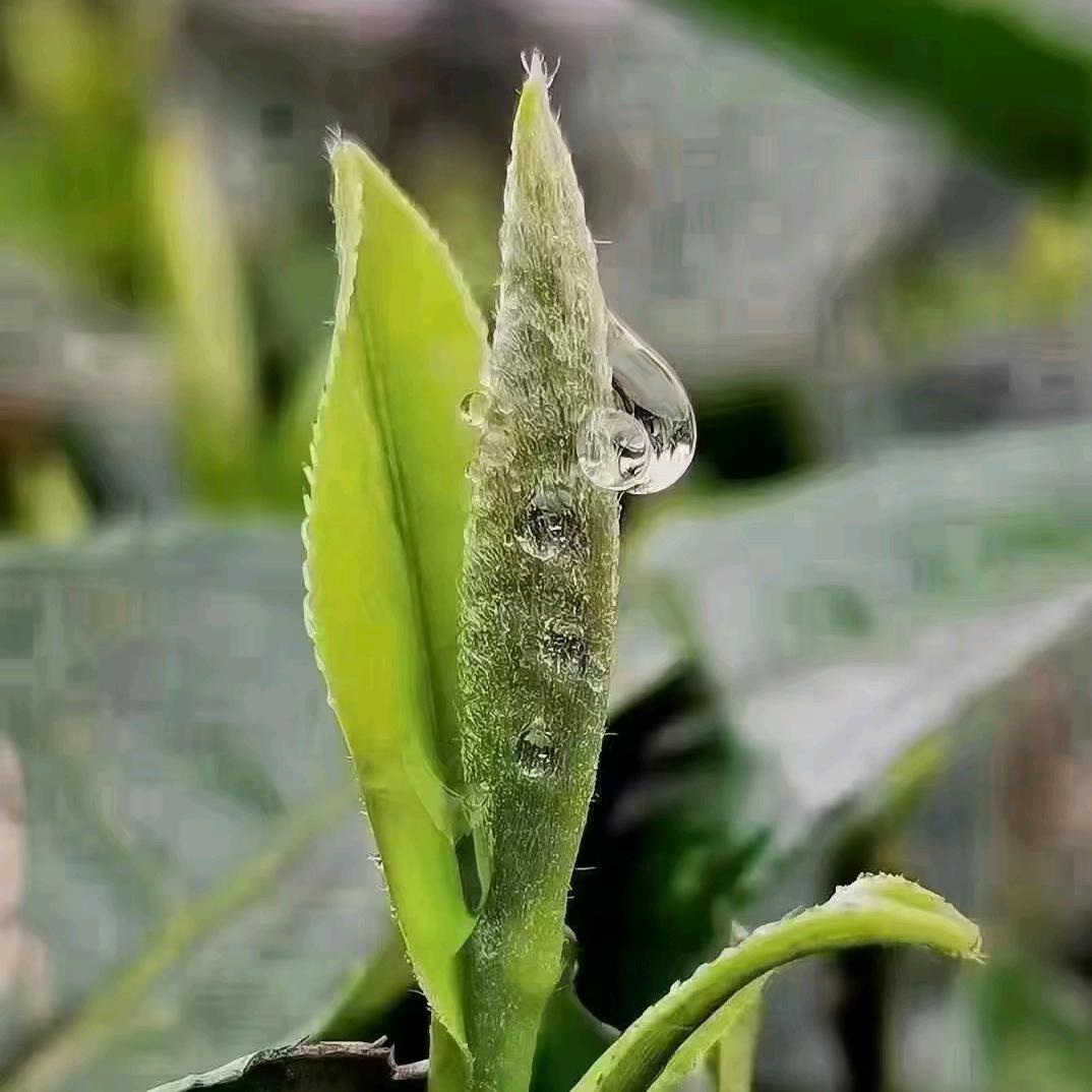 浩然茶业