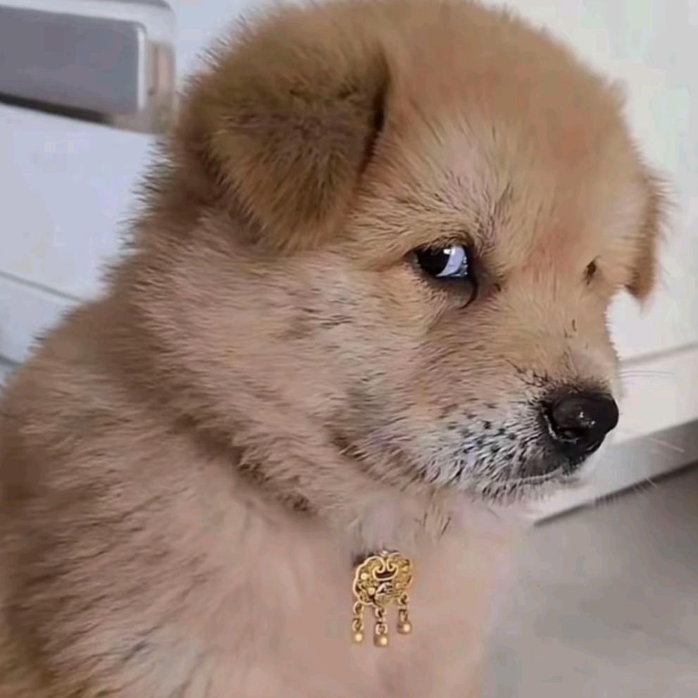 小助理一一