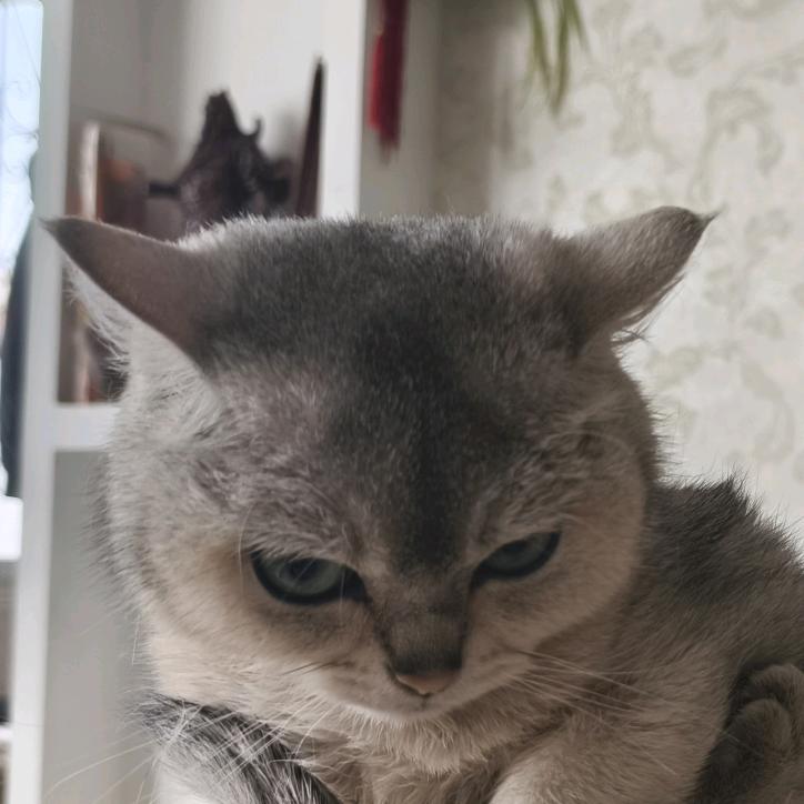 有可能会飞的猪🐷