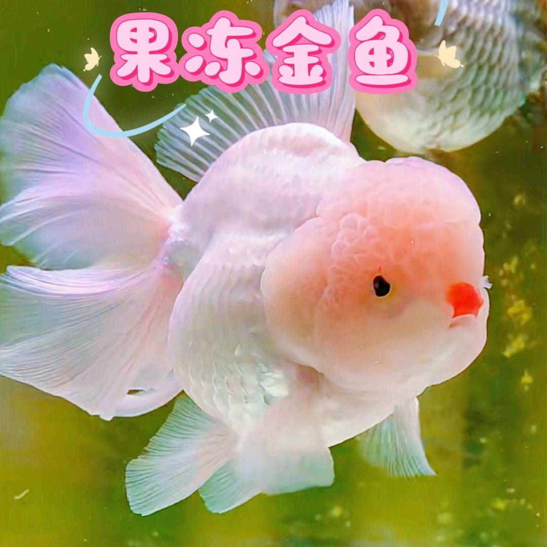 云宝观赏鱼