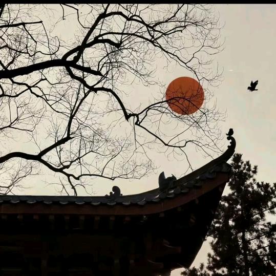 codm炮哥(南安小院)