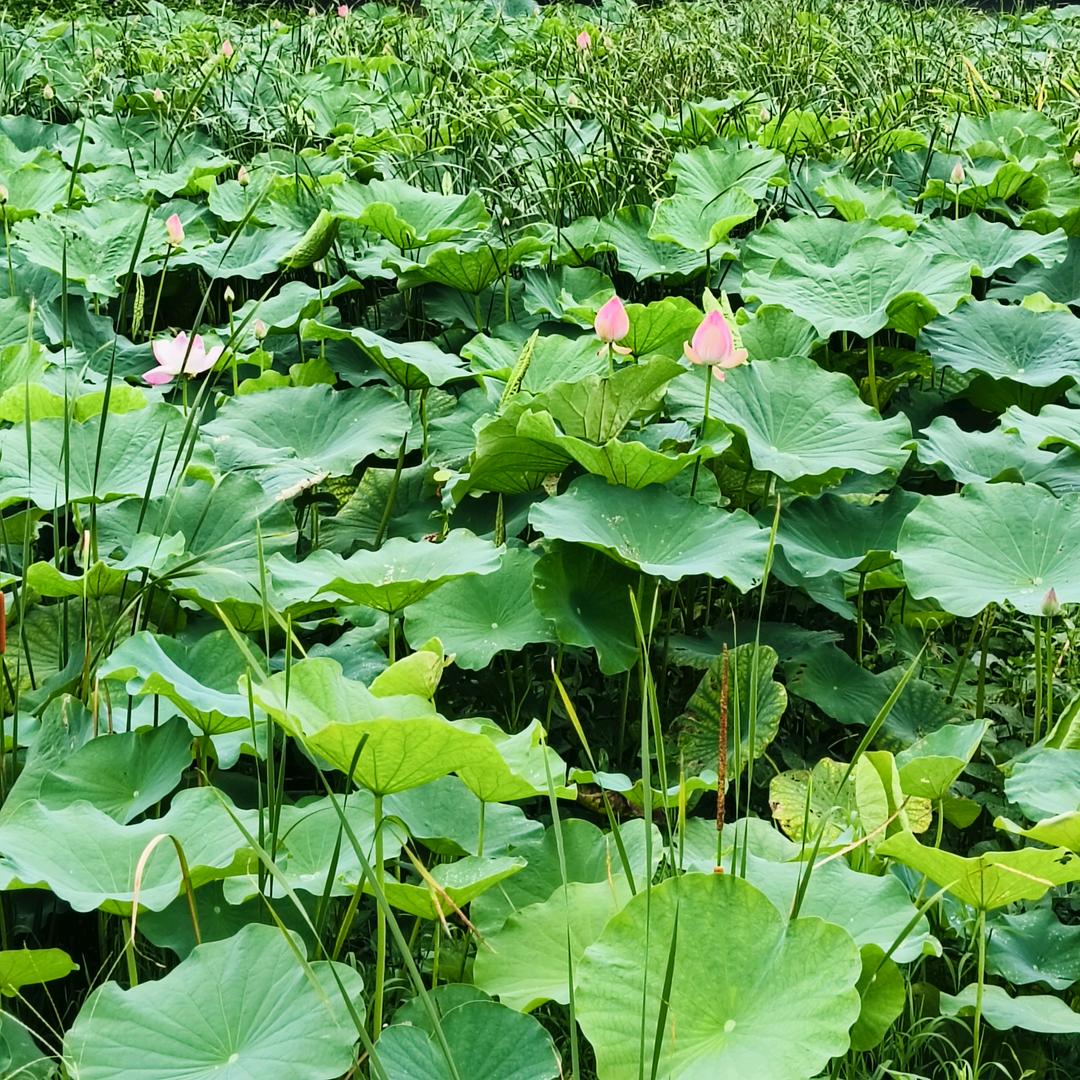 樱
