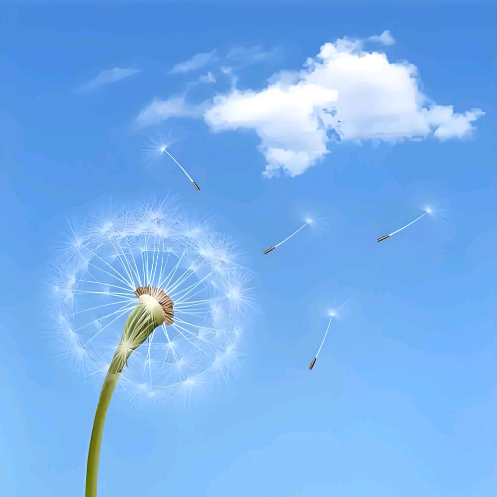 蒲公英.🍃