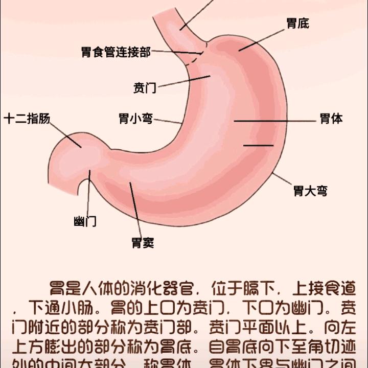 胃病中医调理