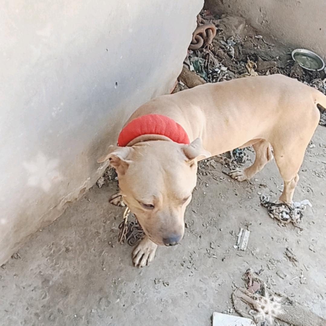 河南比特大白龙王爱国