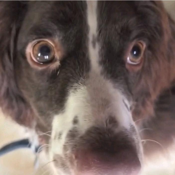 碧水晶晶海底兽