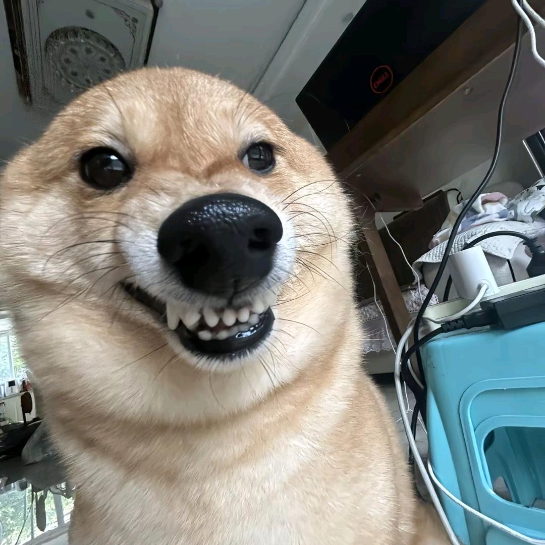 Heipig778