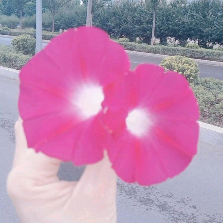 紫月星晨