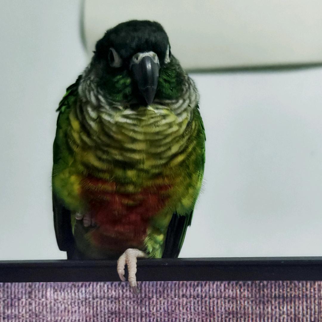 大鸚鹉