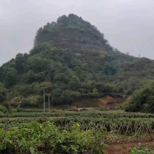 陈蒙关赵