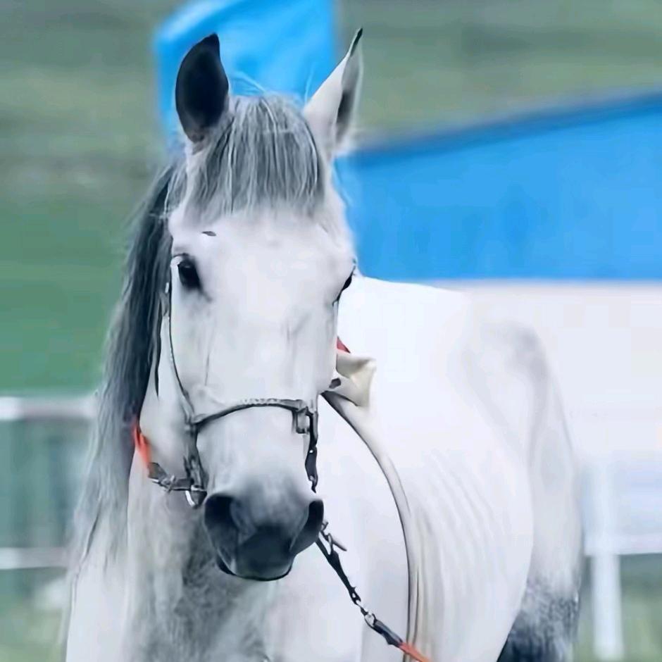 🏆河曲马🥇🥈🥉