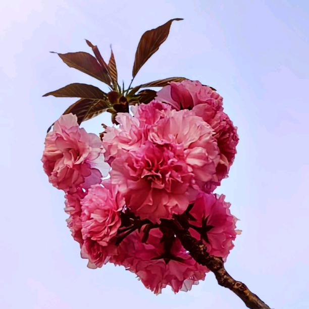 落花时节又逢春