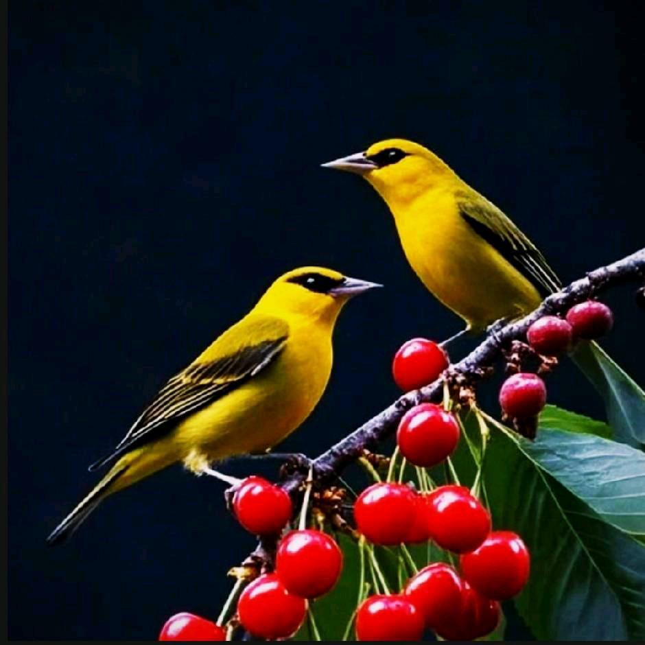 栾川县霜禽百货店（个体工商户）