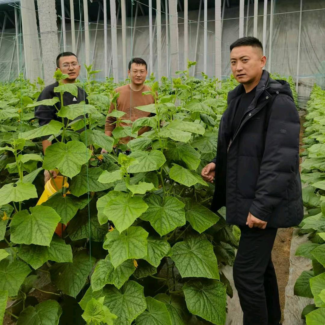 达龙种植农场