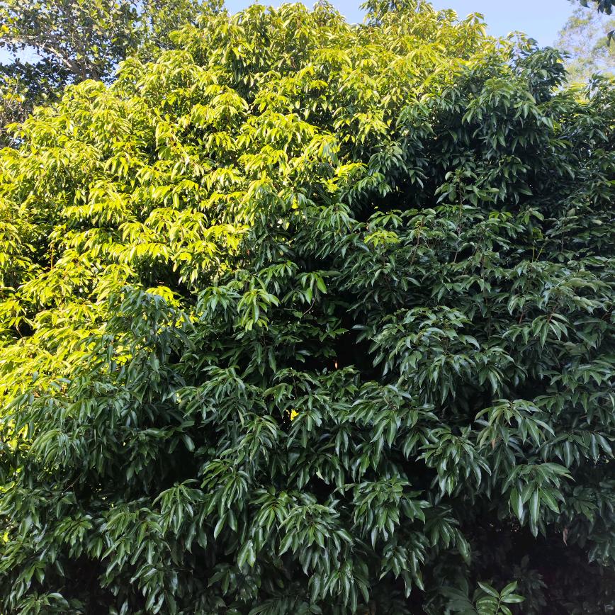 清梦